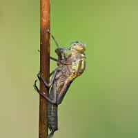 Emerging Large Red Damselfly 2 